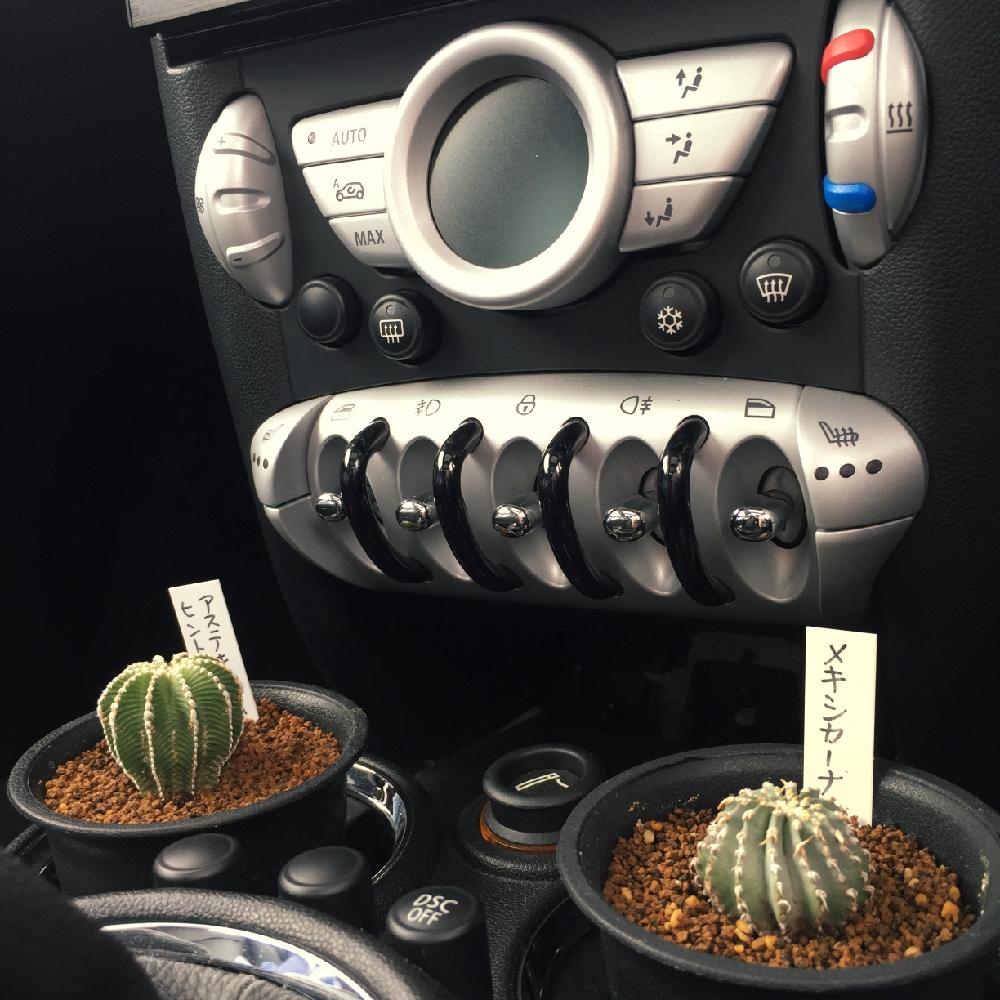 お出かけ先の画像 by kenpi.999さん | お出かけ先とメキシカーナとアズテキウム属・ヒントニーとヒントニーと多肉植物と男前植物と悪魔の実と植中毒と多肉植物とサボテンと塊根植物と珍奇植物
