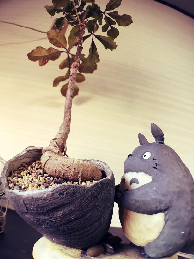 バルコニー/ベランダの画像 by GINZAHAIRさん | バルコニー/ベランダとクッソニアとCAUDEXコンテストと盆栽のある暮らしコンテスト