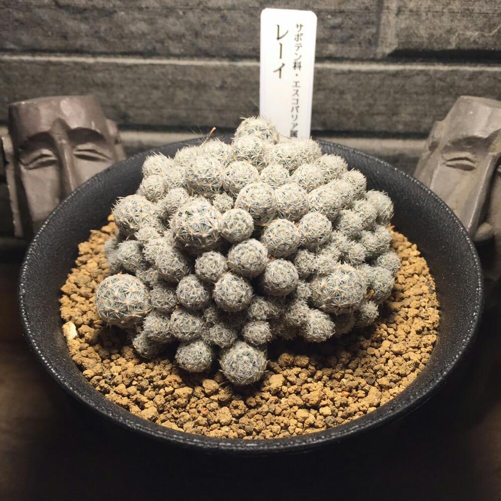 小さな庭の画像 by 旬花~310 Gardening ~さん | 小さな庭とエスコバリア属 レーイとサボテン科と埼玉県桶川市と多肉植物サボテンのお店