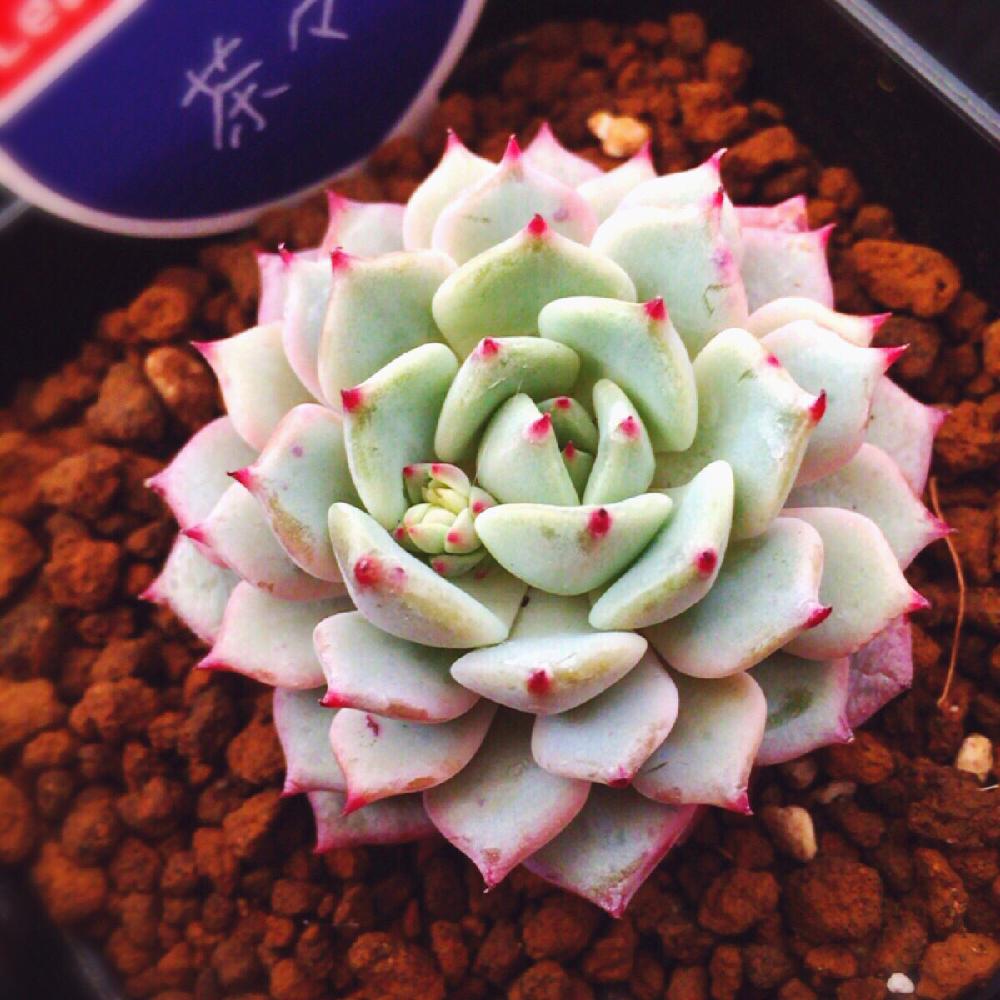 棚の画像 by T♡さん | 棚とエケベリア属 茶々と多肉植物とサボテン科とお疲れ様です♡と棘に萌えちゃう♡と韓国多肉と感謝の気持ちを忘れないとお気に入り♡とわが家の多肉スペースと棘棘会とHappy birthdayと今日の一枚と今日のお花とエケベリア属と癒しの場所と韓国苗とキモかわが大好き♡とLea Mala puaとすくすく育ってね♡