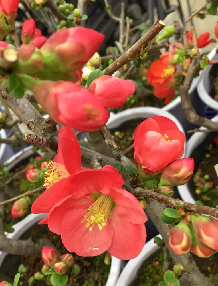 お出かけ先の画像 by みわさん | お出かけ先ときれいなお花と春を感じて!と今日のお花と今日の一枚