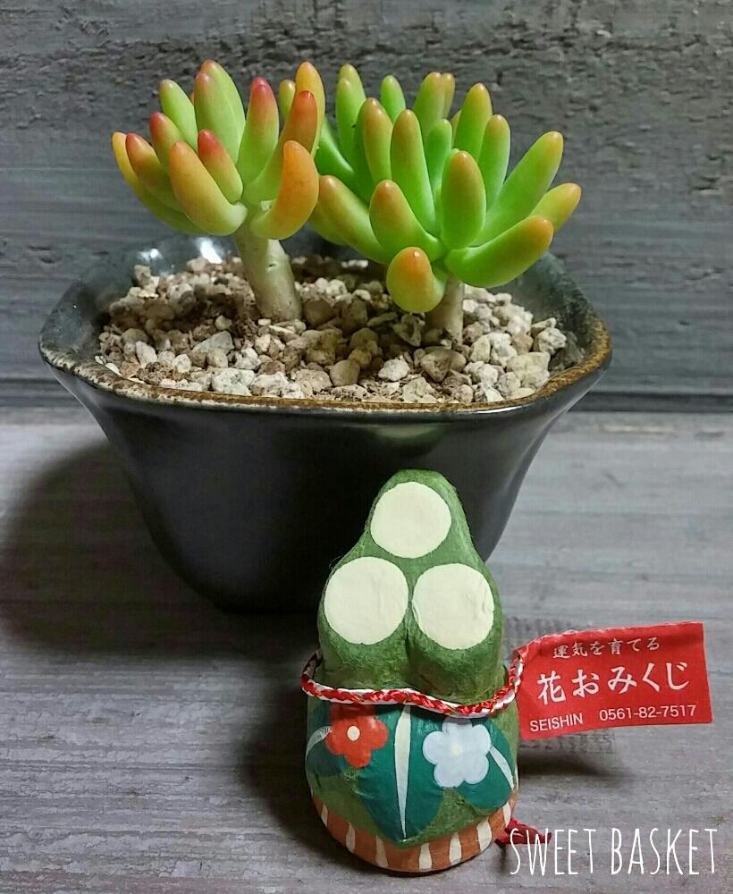 部屋の画像 by sweetbasketさん | 部屋と八千代とセダム属と紅葉する多肉と今日の一枚と木立ち多肉とコンテスト賞品と多肉食物と花おみくじと多肉寄せ植え