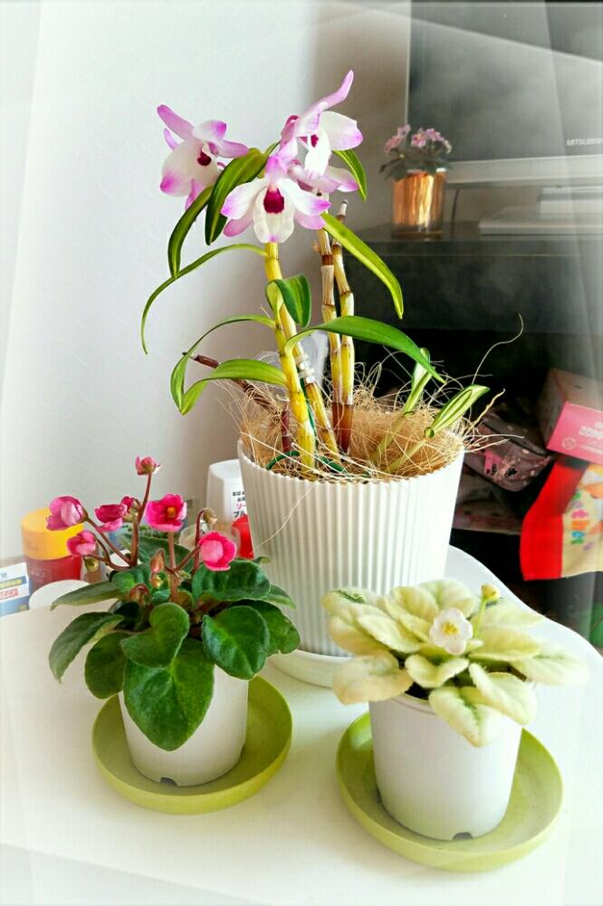 部屋の画像 by Mariaさん | 部屋とセント ポーリアとデンドロビウムとラン科とセミミニセントポーリアと洋ランとDen. Cassiお peといやされるとかわいいな♡と黒目デンドロとかわいい花と咲いた!