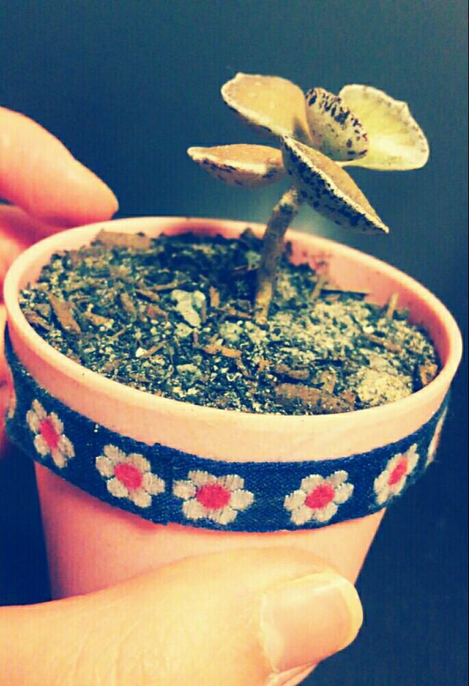 部屋の画像 by ゆみさん | 部屋とロンボピロサ(姫宮)とロンポピローサと多肉植物と観葉植物と植え替え