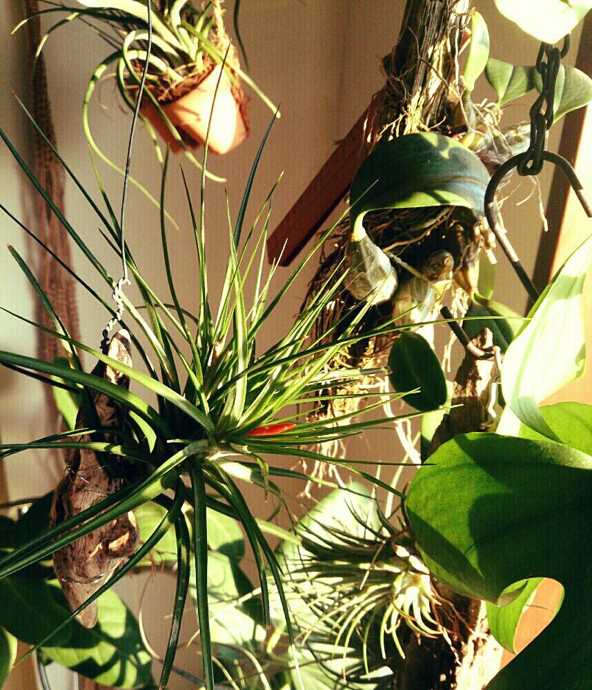 窓辺の画像 by Naobonさん | 窓辺とチランジア カウレッセンスと着生植物とエアブロメリアとぶらぶら病とブロメリアとno green no lifeと植中毒と今日の一枚とチランジア属と成長記録とエアプランツ