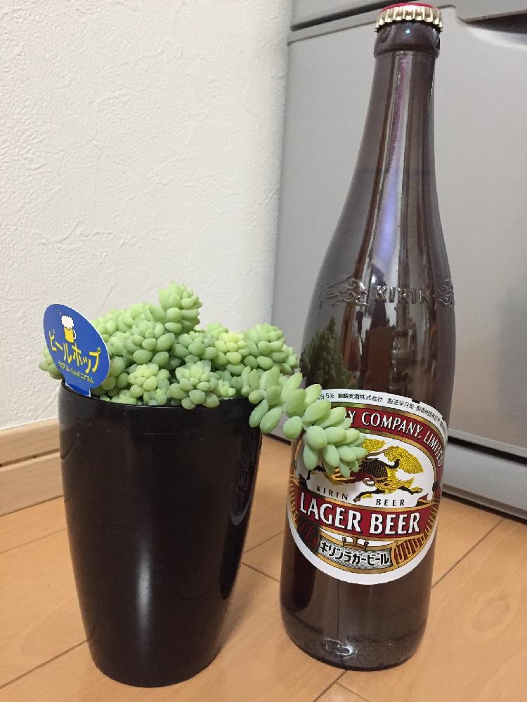 キッチンの画像 by おかめさん | キッチンと多肉植物 ビアホップとビールポップセダムと多肉植物