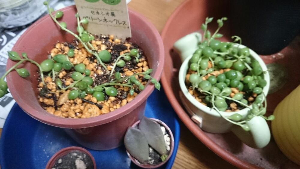 部屋の画像 by Keiさん | 部屋とグリーンネックレスと多肉植物とグリーンネックレス、グリネ・マーブル、ミカヅキネックレス、ピーチネックレスときれいとおきにいりと植え替えたと多肉 グリーンネックレスとかわいい