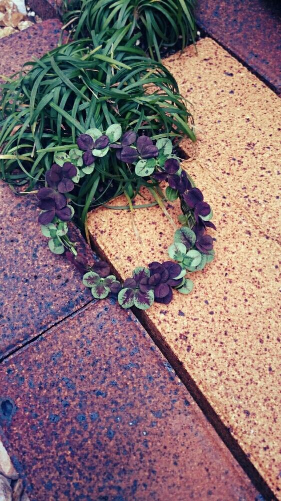 小さな庭の画像 by o。.YUA.。oさん | 小さな庭とクローバーと花かんむりと植中毒と今日のお花とお庭