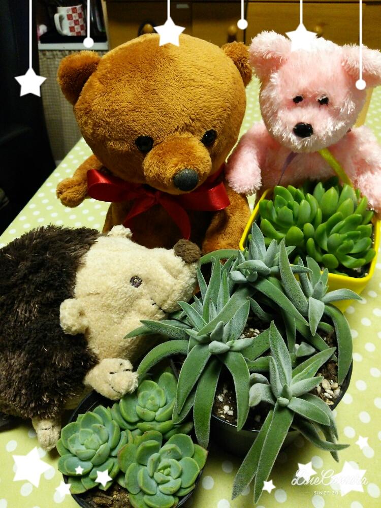部屋の画像 by ムギちゃんさん | 部屋とティテュバンスとメセンブリアンセモイデスとセダム春萌と植中毒と多肉女子と多肉植物