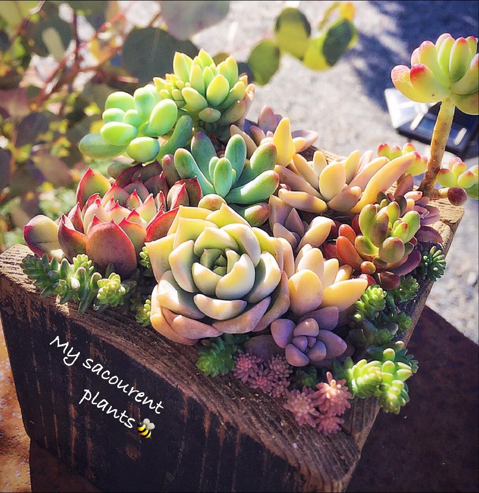 小さな庭の画像 by sugarさん | 小さな庭と多肉植物とキラキラ✨とマダム倶楽部と自慢の多肉サボテンコンテストとかわいい