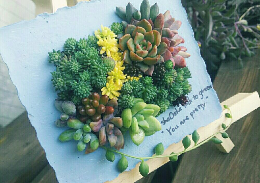 バルコニー/ベランダの画像 by OshaOshaさん | バルコニー/ベランダと手作りとミニ寄せ植えと多肉植物とセメント鉢と寄せ植えと手作り雑貨と多肉植物寄せ植えと多肉女子と自慢の多肉サボテンコンテストと多肉フレームと手作りセメント鉢