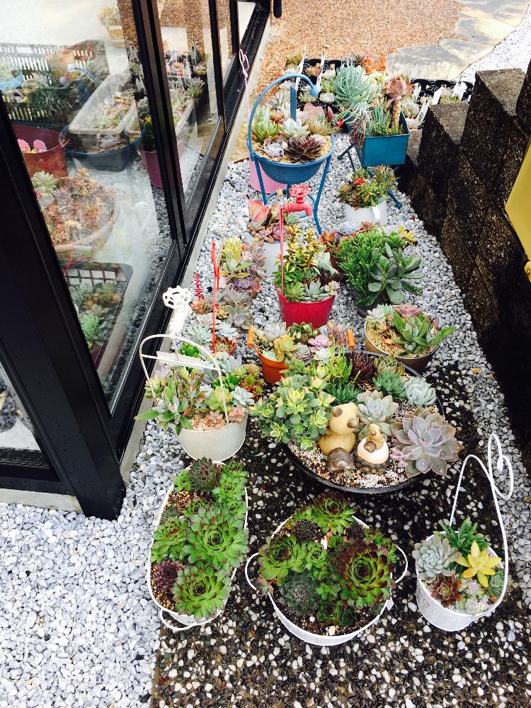 小さな庭の画像 by ひかりの庭の多肉植物園さん | 小さな庭と自慢の多肉サボテンコンテストと多肉女子