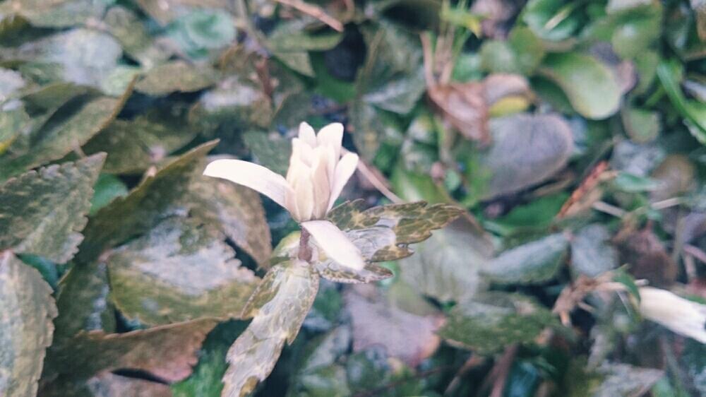 お出かけ先の画像 by つっきいさん | お出かけ先とゆきわりいちげとWEEKEND FLOWERと山野草と生き物と大好きと植中毒と今日の一枚と今日のお花とありがとうと大好きなお花と花のある生き方と素敵な出会いに感謝と花のある暮らしとアグロエコロジーともうすぐ春ですね!と楽しい田舎暮らしと『山野草』コンテスト
