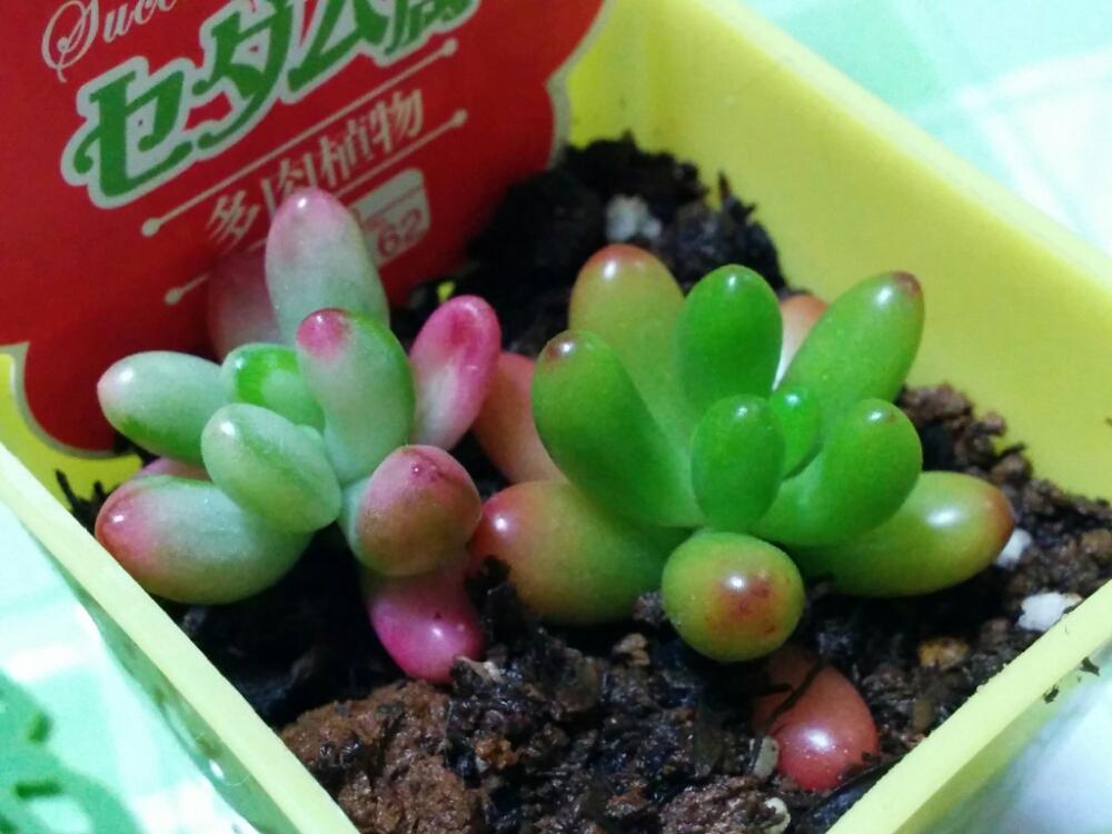 小さな庭の画像 by あおい32さん | 小さな庭と虹の玉とオーロラと千葉県と多肉植物