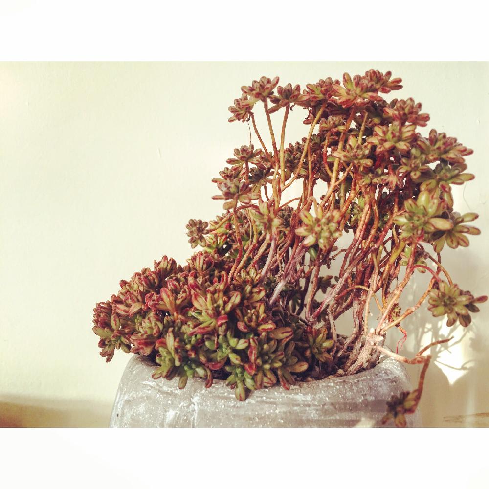 バルコニー/ベランダの画像 by コーイチローさん | バルコニー/ベランダと小人祭りと植中毒と多肉植物