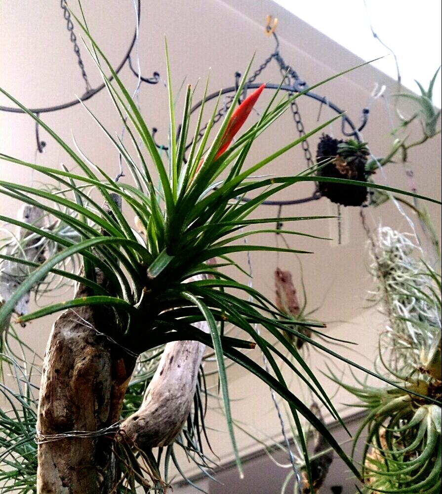 部屋の画像 by Naobonさん | 部屋とチランジア カウレッセンスとブロメリアと植物まみれの部屋コンテストとno green no lifeと植中毒と今日の一枚とチランジア属と成長記録とワイルドとエアプランツ