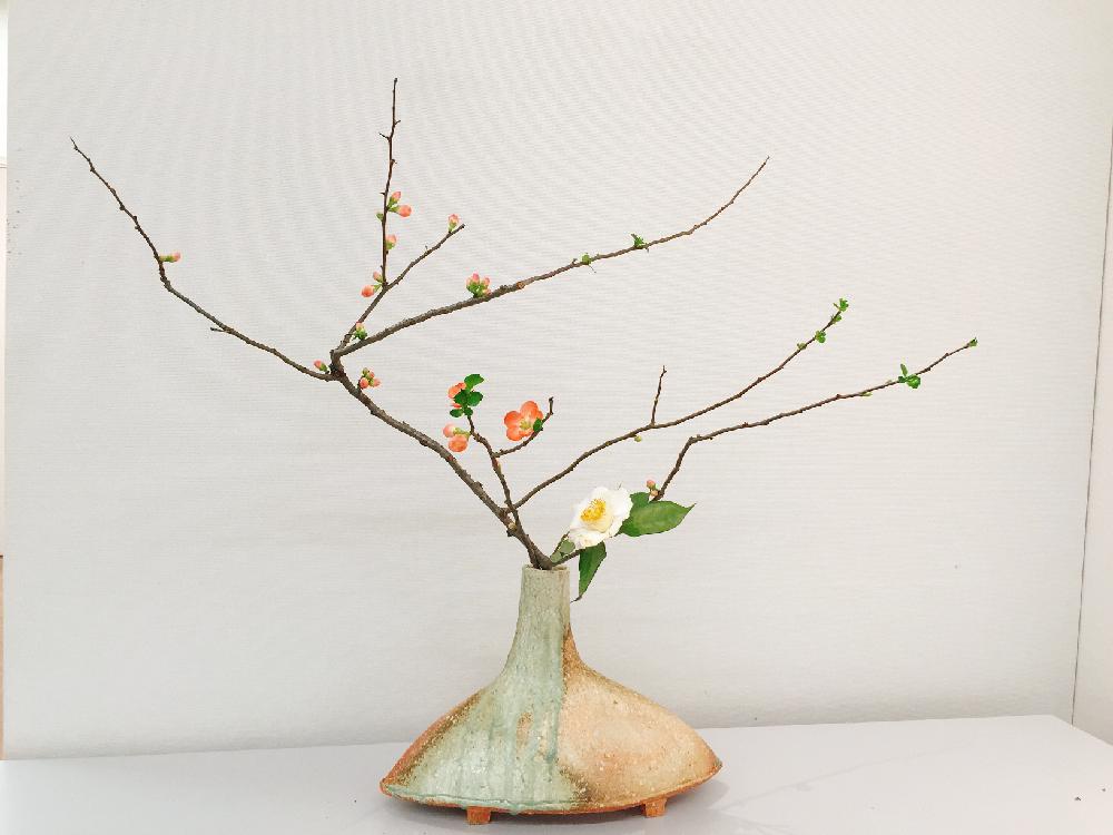 インテリアの画像 by まるちゃんさん | インテリアといけばなコンテストと木瓜の花と加茂本阿弥