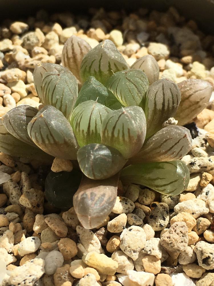 窓辺の画像 by 辛子さん | 窓辺とオブツーサと多肉植物とわが家の多肉スペースと植中毒と今日の一枚と多肉女子