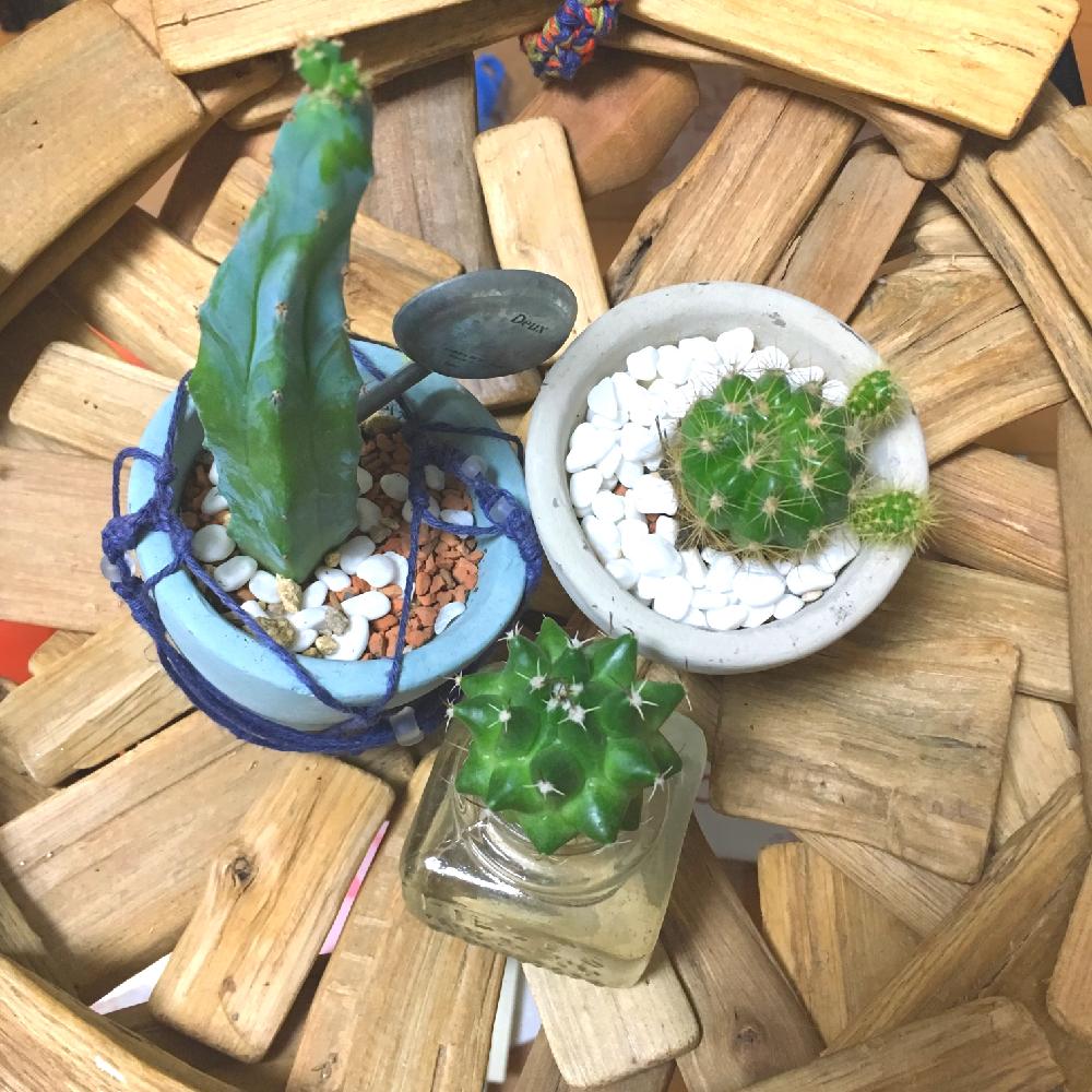 部屋の画像 by ayakaさん | 部屋とミニサボテンたちと植中毒と多肉女子と徒長と水素水と大きくなぁれ
