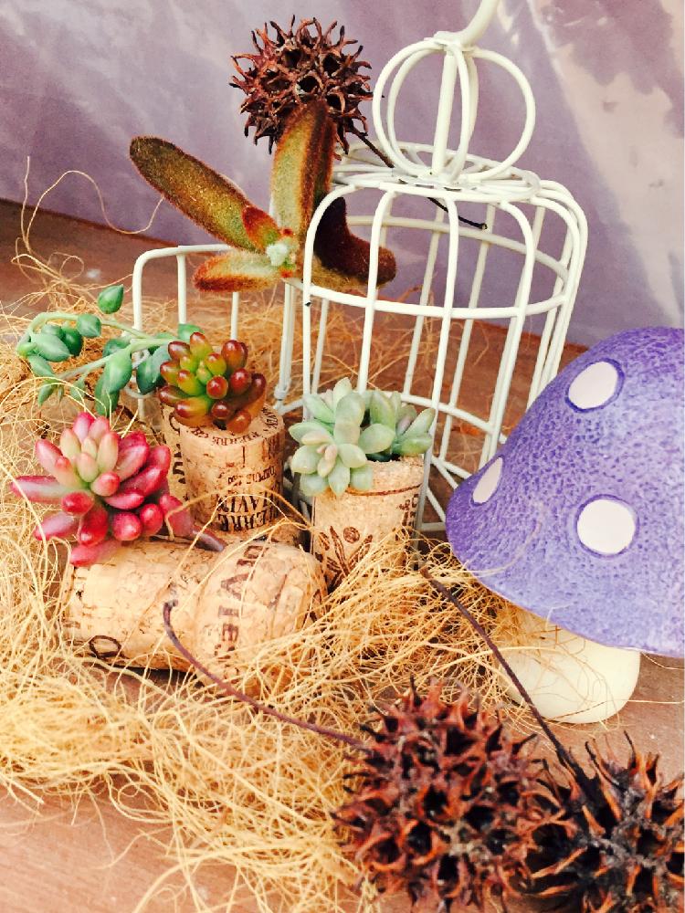 小さな庭の画像 by アル(*^◯^*)さん | 小さな庭ときのこの置物とコルクと100picと多肉植物