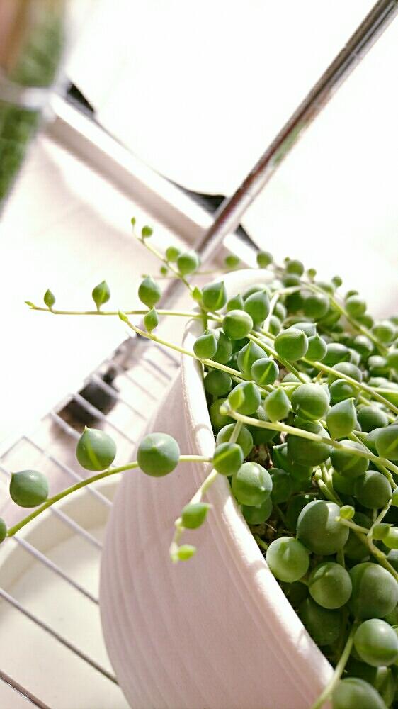 部屋の画像 by 西やんさん | 部屋と多肉植物と観葉植物と丸々♪と多肉 グリーンネックレスと可愛いと自由投稿