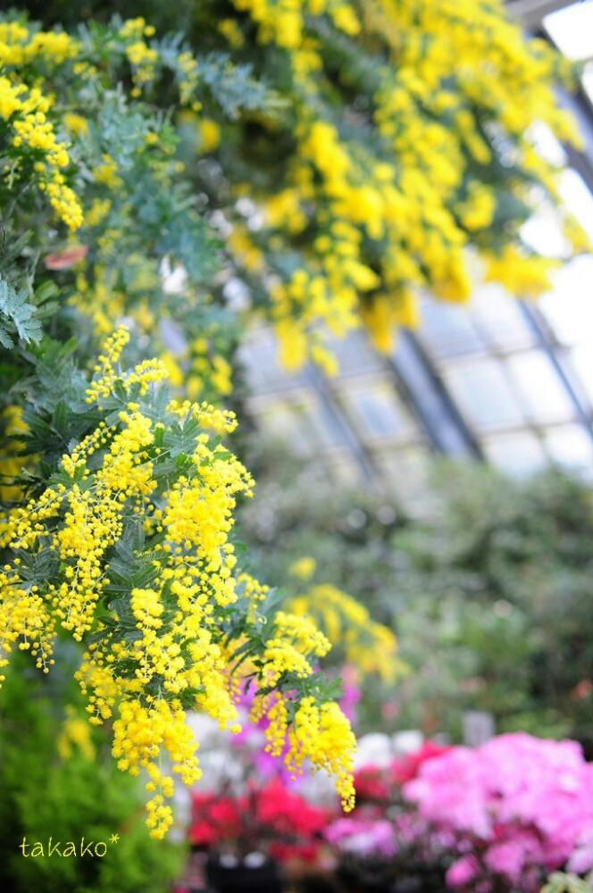お出かけ先の画像 by takako *さん | お出かけ先とアザレアとミモザとミモザの日と今日のお花と春のお花とイエロー