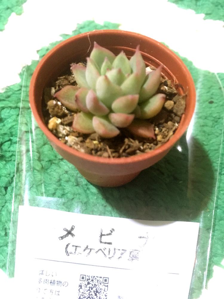 窓辺の画像 by よちりさん | 窓辺とエケベリア メビナと多肉植物 メビナ