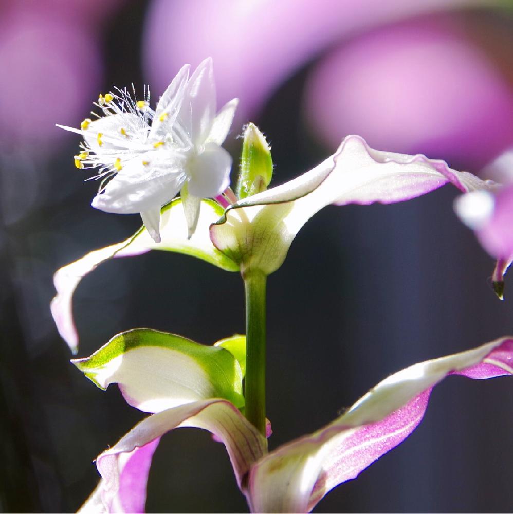 窓辺の画像 by クリ*さん | 窓辺とトラディスカンティア胡蝶の舞と春のリビングフラワーと白い花と観葉植物と『白色植物』コンテスト