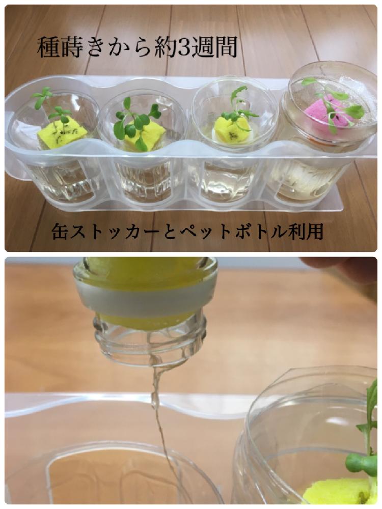 部屋の画像 by シュウさん | 部屋とミックスレタスと水菜と小松菜と春菊と無農薬と水耕栽培と家庭菜園と100均