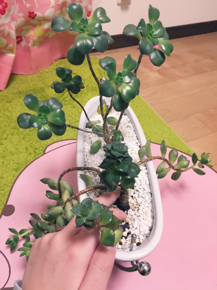部屋の画像 by しょしんしゃおやさいさん | 部屋と名前を教えて!と名前を教えて!と名前を教えて!と相談と伸び放題と多肉女子と謎の多肉
