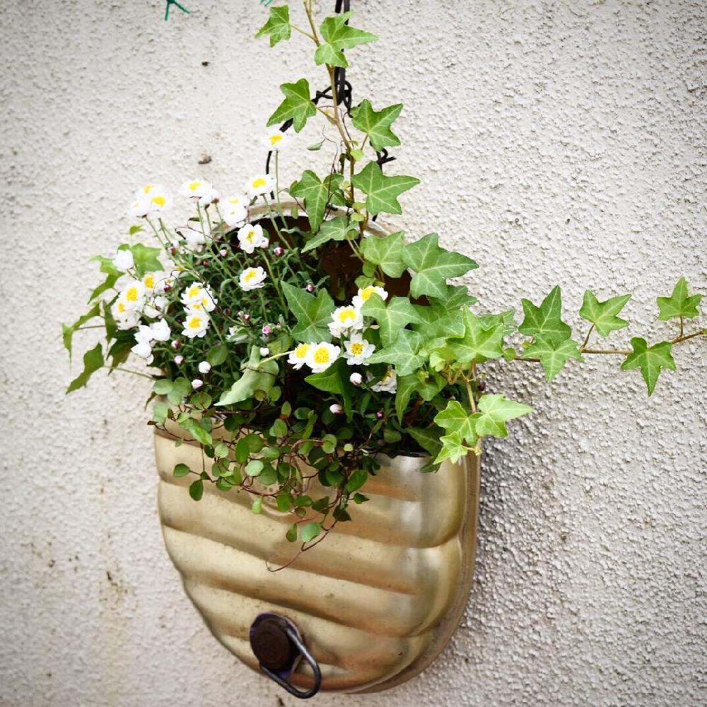 バルコニー/ベランダの画像 by つくりこさん | バルコニー/ベランダと『春〜初夏の寄せ植え』コンテストとDIYプランターと今日の一枚と今日のお花と花かんざし。とナチュラルスタイルとつくりこ