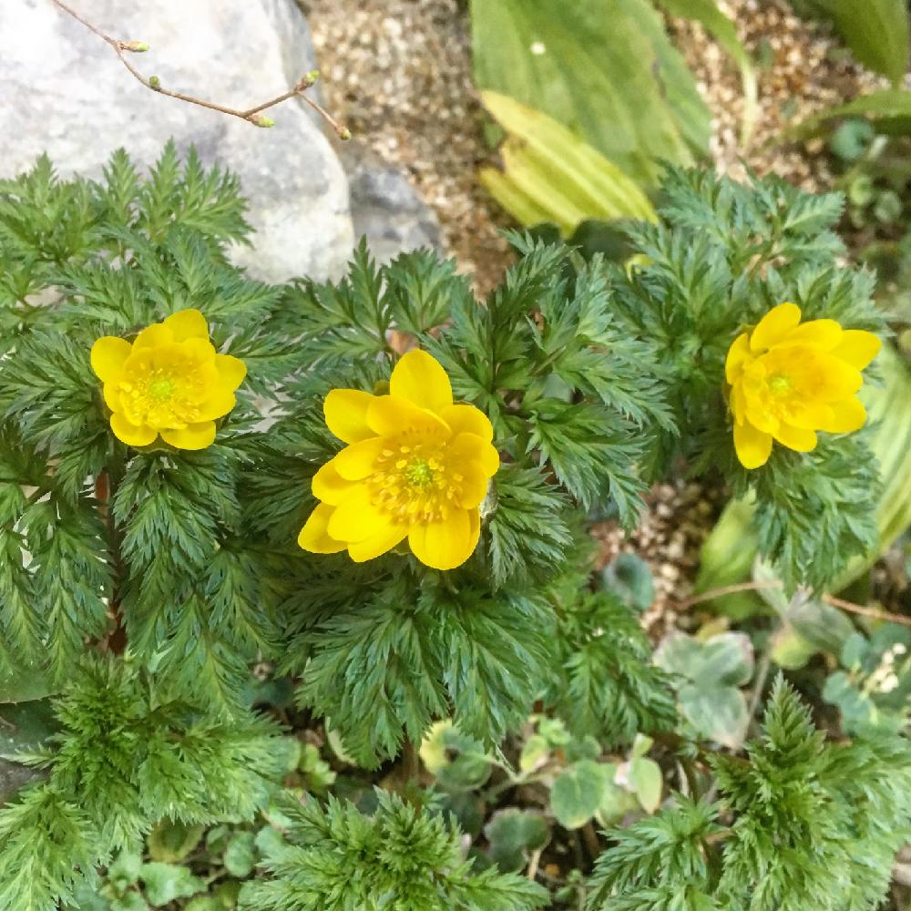 小さな庭の画像 by kouさん | 小さな庭と福寿草と『山野草』コンテストと植中毒と山野草と幸せを招く