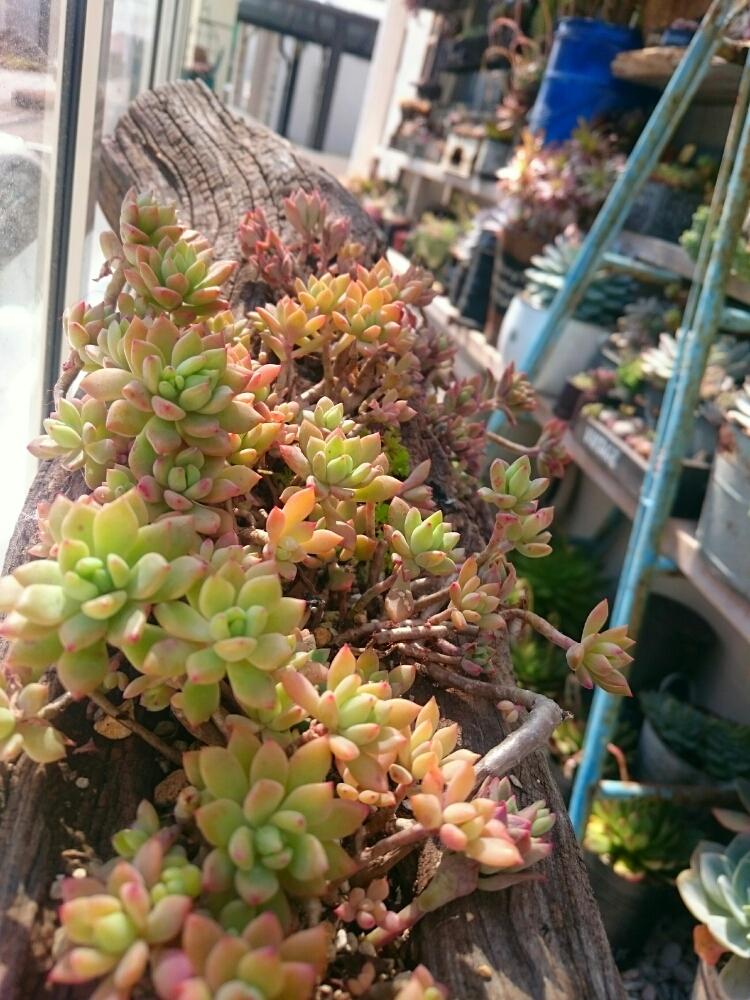 小さな庭の画像 by ikuraさん | 小さな庭とリトルビューティーと多肉植物と群生と多肉小屋と流木と秘密基地