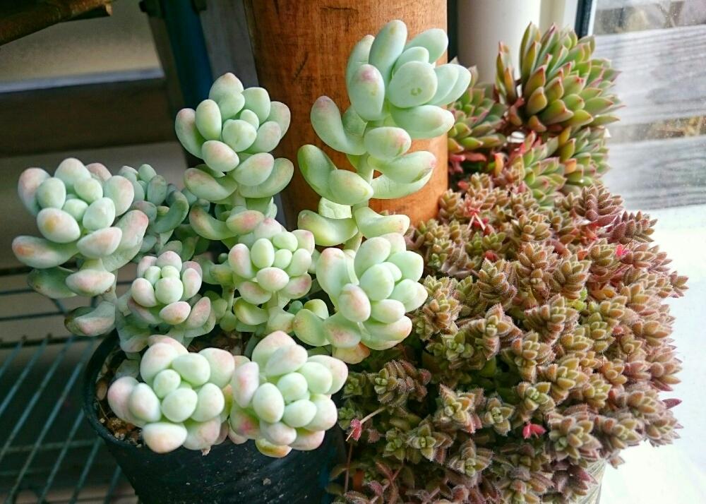 小さな庭の画像 by ikuraさん | 小さな庭とダリーダールとエネルスティと天使の雫と多肉植物とぎゅうぎゅうと群生と多肉小屋と秘密基地と多肉棚