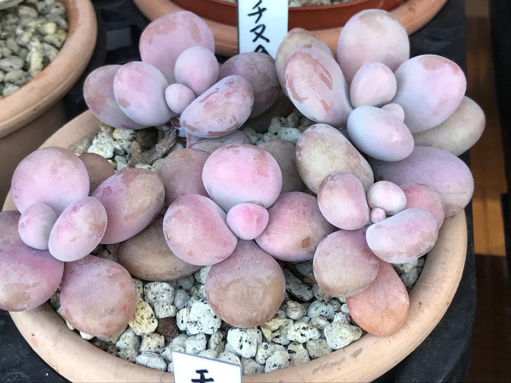 小さな庭の画像 by ニコちゃん大王さん | 小さな庭とアメジスチヌムと多肉植物と我が家の多肉たちとグラプトペダルム属とお一人様植えと株分けと紅葉する多肉