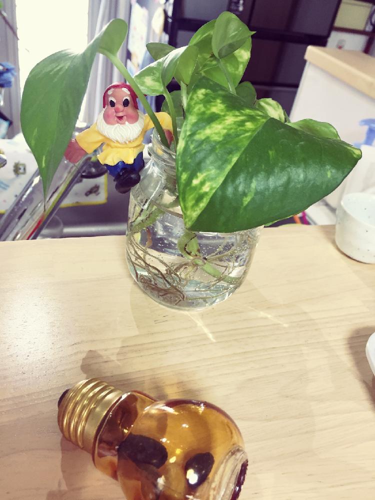 キッチンの画像 by haru❤︎(๑˃̵ᴗ˂̵)uta♬さん | キッチンとポトスと生きるチカラと小さなシアワセ❤︎と植物からパワー❣️とWEEKEND FLOWERともりもり目指してがんばれ〜〜❣️とホッとひと息とモリモリ計画とバンザーイƪ(•̃͡ε•̃͡)∫ƪ(•̃͡ε•̃͡)∫ƪ(•̃͡ε•̃͡)∫とno green no lifeとwelcomeと植中毒と今日の一枚と今日のお花と生きる強さと春近し(◞ꈍ∇ꈍ)◞と春よ来い来いとおーきくなぁーれと優しい気分とナチュラルスタイルと優しいココロとクルリンパッ‼︎とマダム倶楽部51°と癒し♡と楽しいひと時