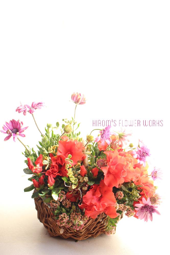 窓辺の画像 by hirom's flower worksさん | 窓辺とダブルオステオスペルマムと スイートアリッサム とコロニラ バレンティナ バリエガーターとオステオスペルマムとアザレアと春の寄せ植えと寄せ植えと『春〜初夏の寄せ植え』コンテストとギャザリング寄せ植えと植中毒とギャザリングとガーデニングと花のある暮らしとやっぱり花が好き♡とカラーリーフ