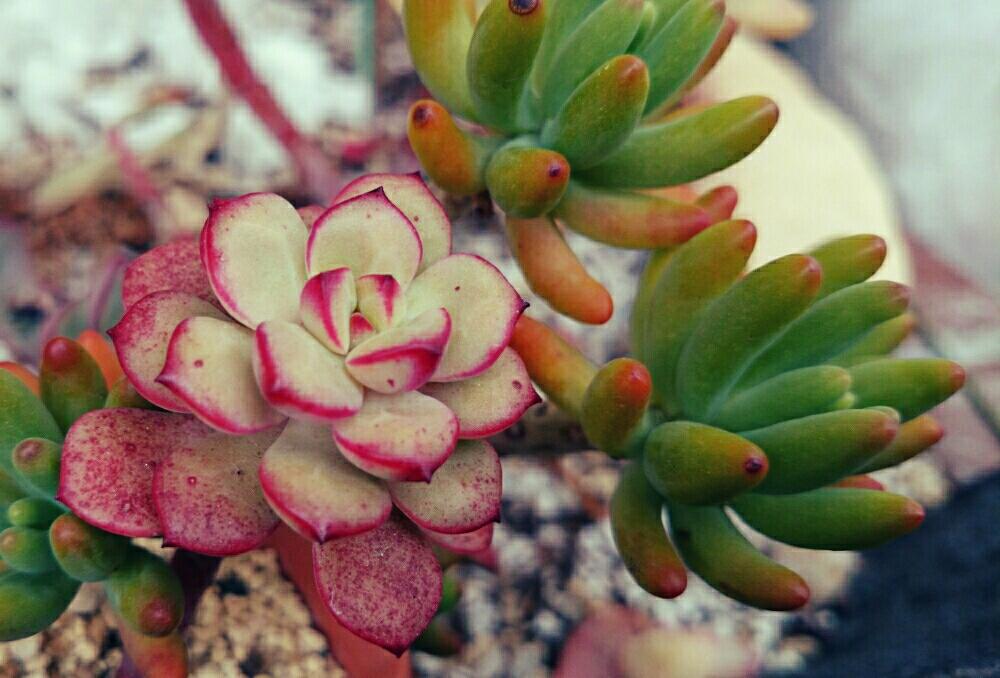 テラスの画像 by p~ちゃんさん | テラスとタンゴと多肉植物とHTCと多肉 紅葉と多肉 エケベリアと今日の一枚と本日の多肉と多肉&サボテン