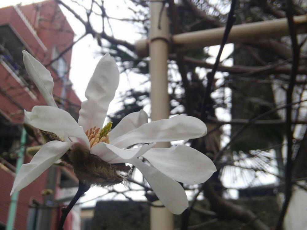 お出かけ先の画像 by pieni_sayaさん | お出かけ先とハクモクレンと開花とご近所ともうすぐ春とお花と春の足音