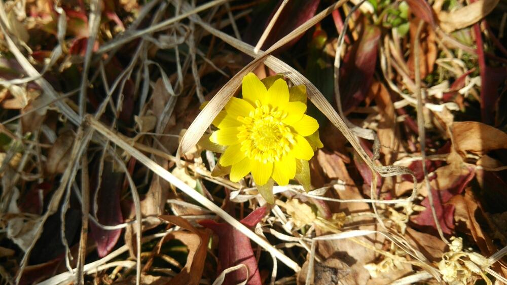 小さな庭の画像 by ☆ょこ★さん | 小さな庭とフクジュソウと北海道の春と植中毒と北海道とひっそり咲いてた