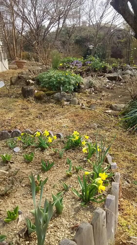 広い庭の画像 by コユリさん | 広い庭とカタクリと福寿草とミニスイセンと春のお花と『山野草』コンテストとロックガーデンと山野草と春の色と今日の一枚と日本の四季と春の草花と咲いた!