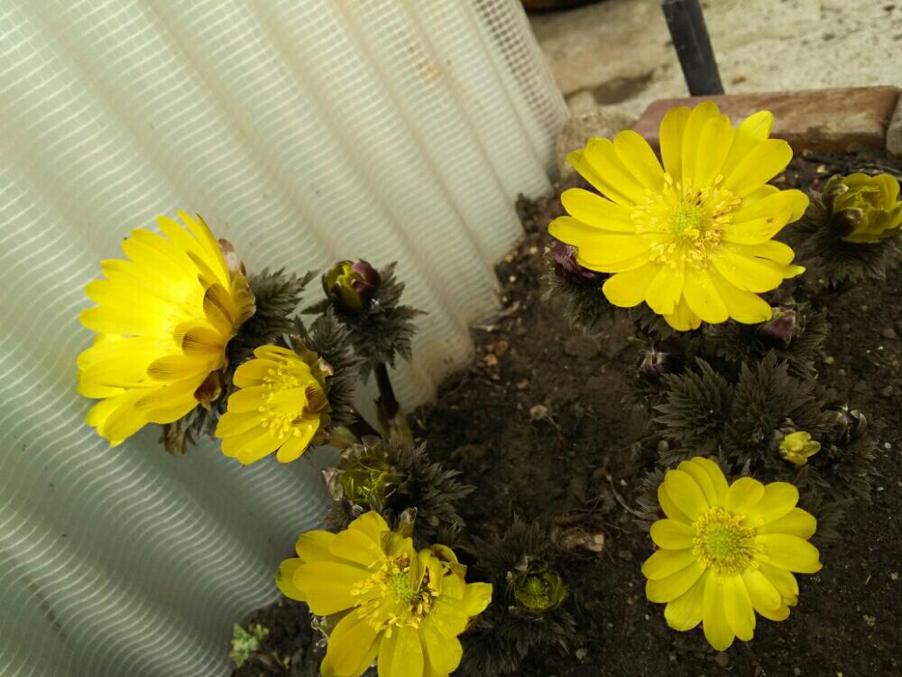 お出かけ先の画像 by さゆりんさん | お出かけ先と福寿草と植中毒と地植えと春だなぁ