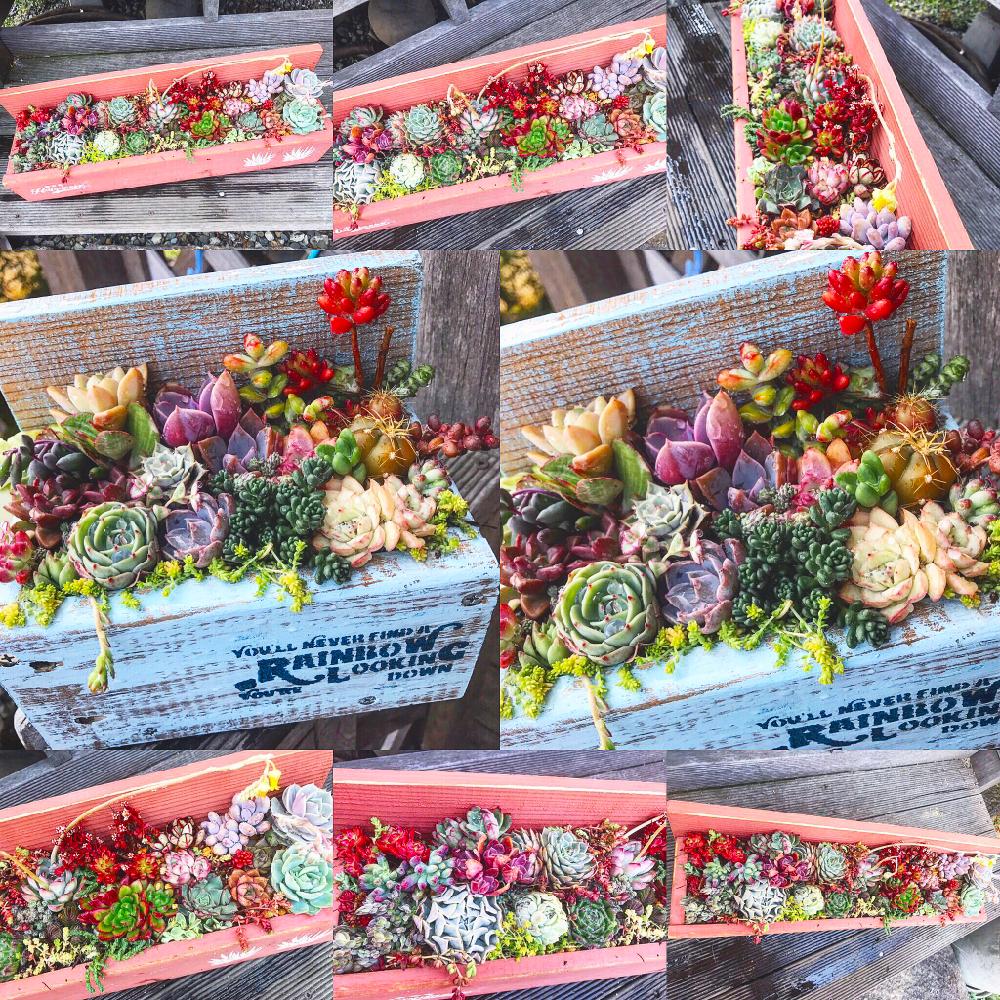 テラスの画像 by ともみん☆さん | テラスとセダム属と多肉植物とカット多肉と多肉の寄せ植えとウッドデッキとわが家の多肉スペースと多肉植物寄せ植えと今日の一枚と多肉畑と多肉女子と我が家の庭と多肉カット苗とナチュラルスタイルとガーデニングと多肉カット苗寄せ植えとインテリアグリーンと多肉コーナー