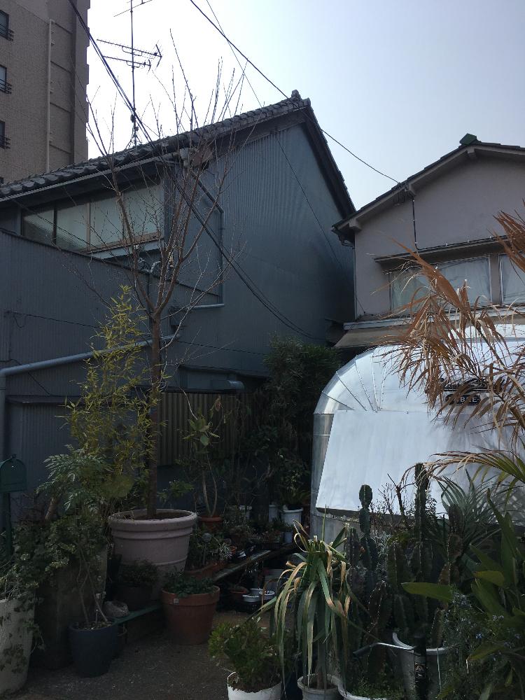 インテリアの画像 by 花屋誠一朗さん | インテリアと桜 染井吉野と桜 染井吉野とイッタラとテラリウムと植中毒と今日の一枚と今日のお花とエケベリア女子とエケベリア属と多肉女子と部屋の全景とブーケと植物好きに俺はなるとかぼちゃのディスプレイとフラワーアレンジメントと珍奇植物と青山ファーマーズと男植物と暴れ多肉と万物創と六本木とシックスタイルとハロウィン装飾とフレッドシーガルと夏野菜と渋谷とバラを楽しむとビザールプランツとガンダムとクリスマスアレンジと俺の多肉植物と咲いた!