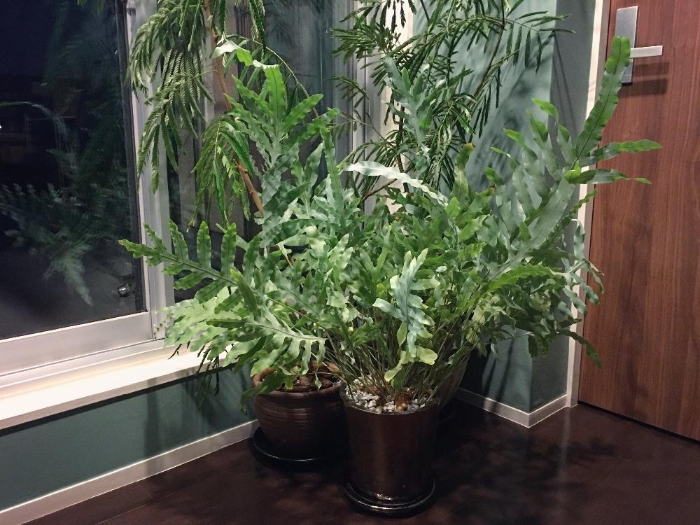 部屋の画像 by lalarin123さん | 部屋とシダ植物 ポリポジウムと観葉植物