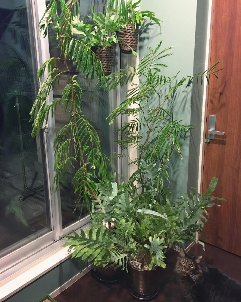 部屋の画像 by lalarin123さん | 部屋とシダ植物 ポリポジウムと観葉植物