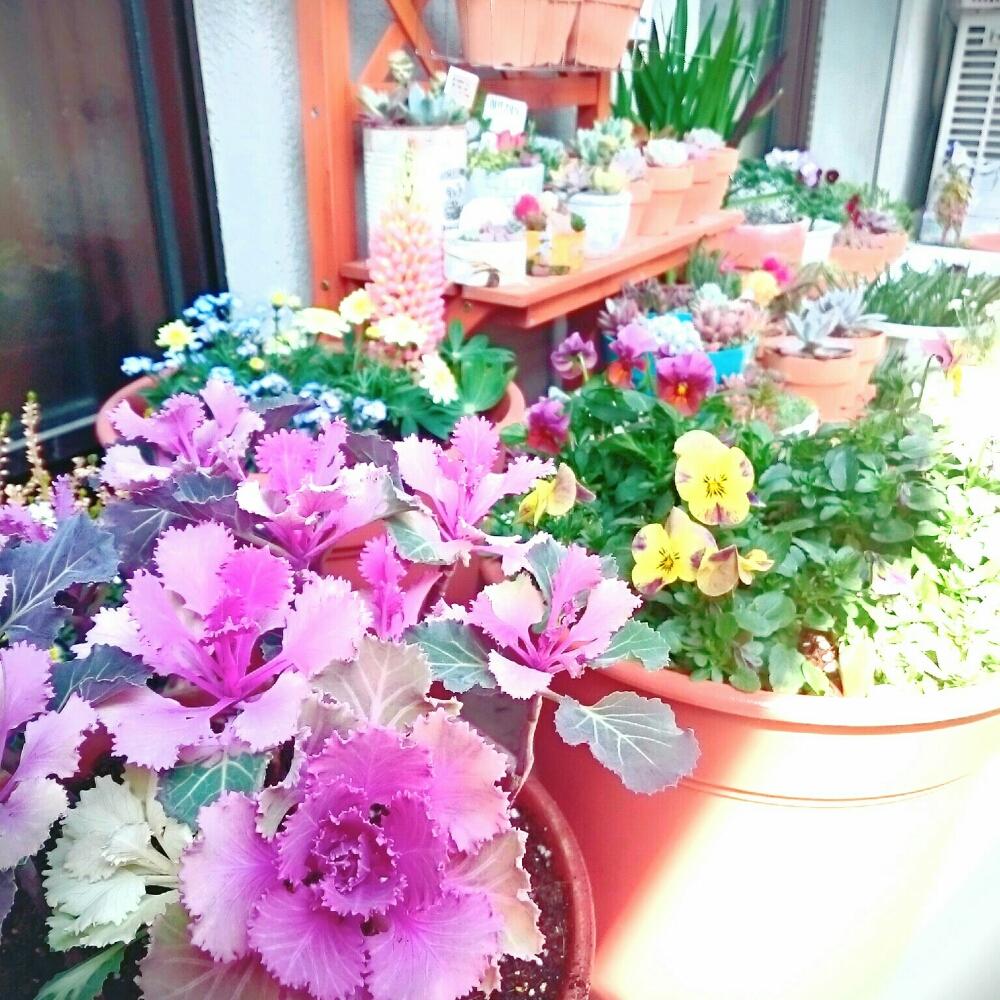 バルコニー/ベランダの画像 by ちーさん | バルコニー/ベランダとハボタンとHTCと寄せ植えとベランダガーデンと今日の一枚と今日のお花とはるが来た!