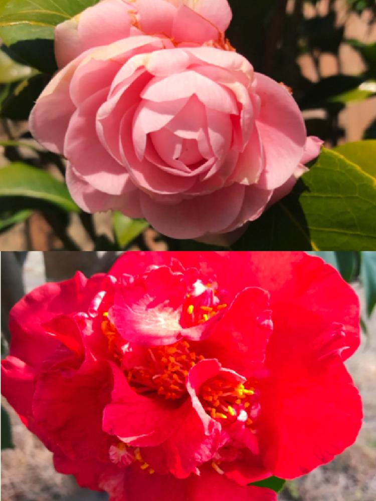 お出かけ先の画像 by keiさん | お出かけ先とツバキと3月とツバキの花と椿コンテスト