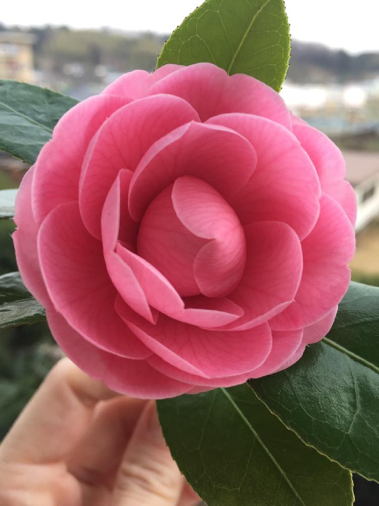 バルコニー/ベランダの画像 by nayukiさん | バルコニー/ベランダとツバキと椿コンテストと今日のお花と今日の一枚