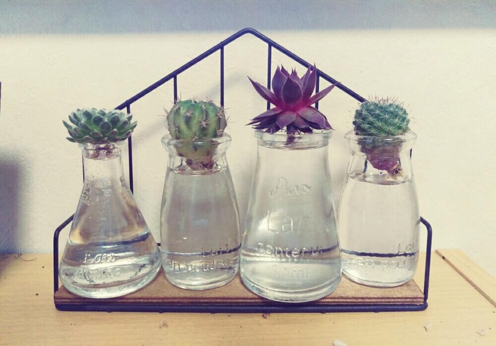 インテリアの画像 by kmさん | インテリアと水耕栽培と多肉植物とサボテンと100均小物